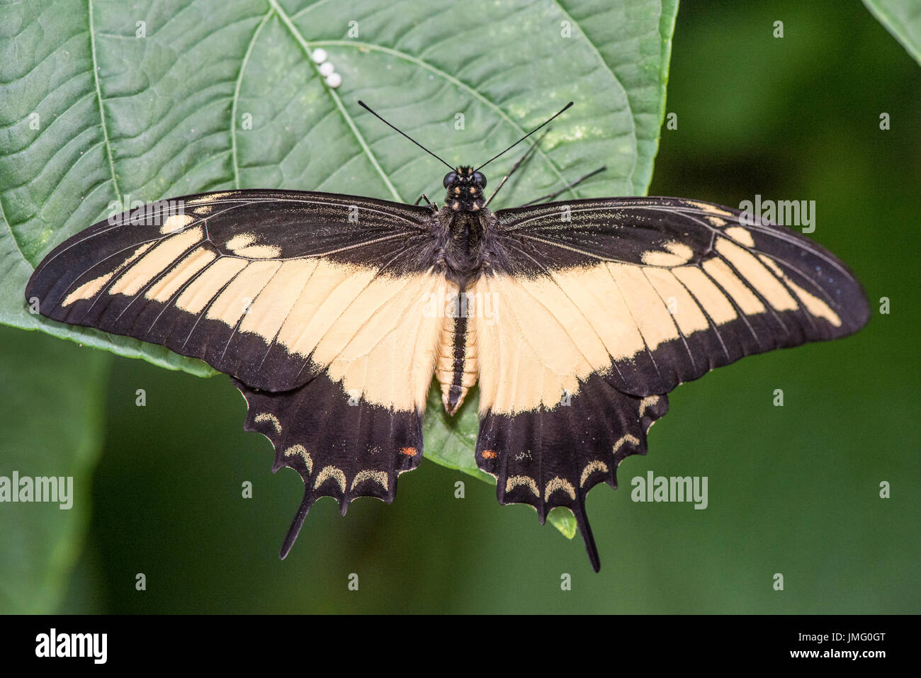 Un adulto Especie de bandas anchas de remuneración butterfly Foto de stock
