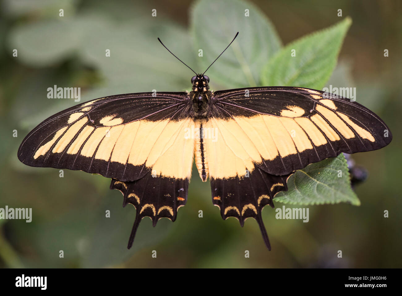 Un adulto Especie de bandas anchas de remuneración butterfly Foto de stock