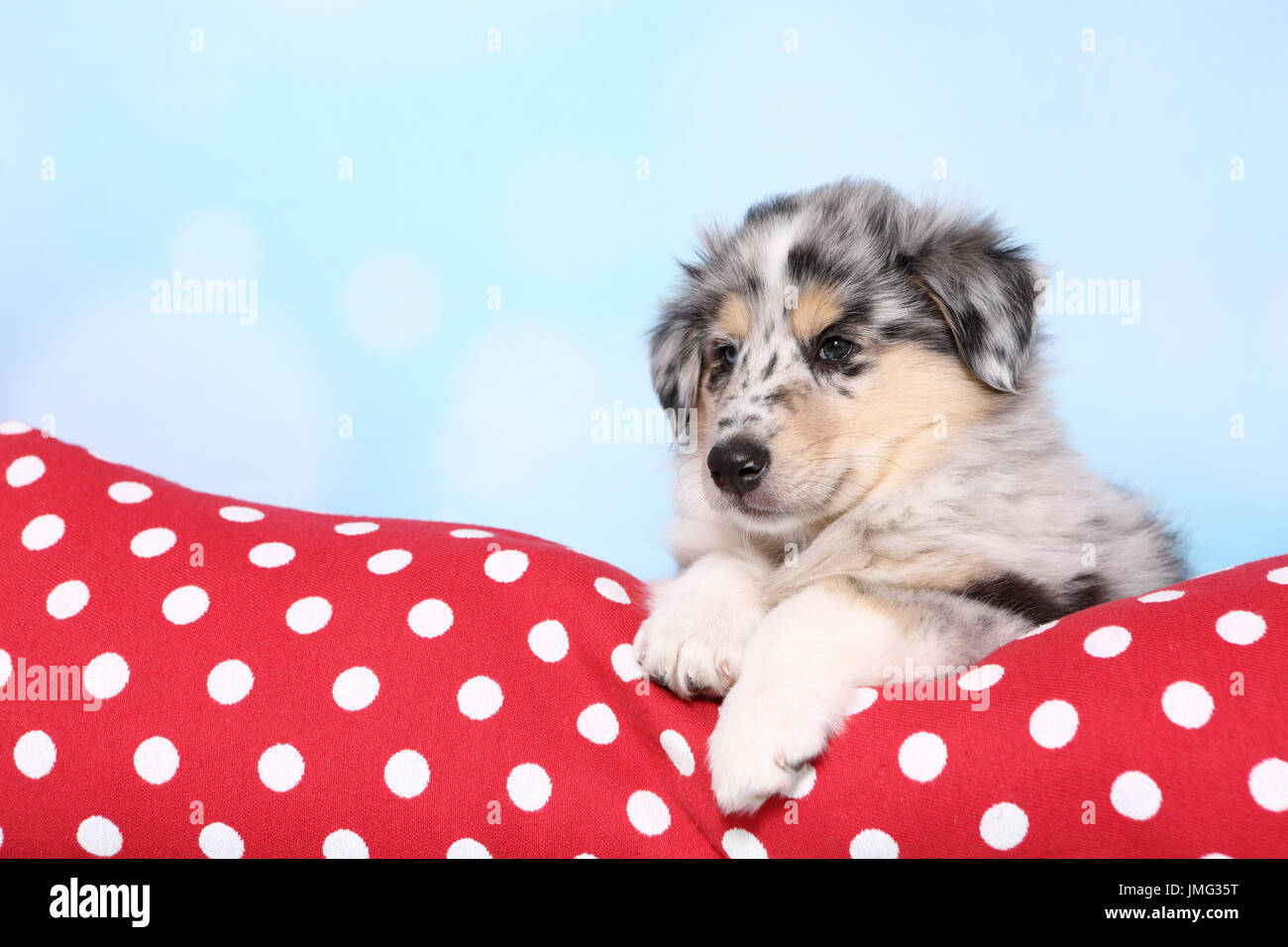 American Collie. Puppy (6 semanas) tumbado sobre un cojín rojo con lunares blancos. Studio picture contra un fondo de color azul claro. Alemania Foto de stock