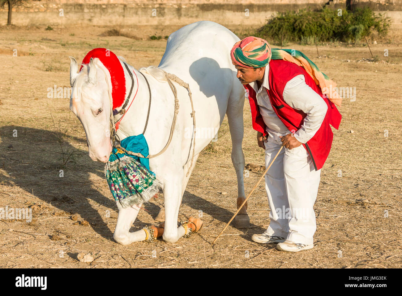 Caballo Marwari. Mare blanco dominante de rodillas durante una tradicional danza de caballos. Rajasthan, India Foto de stock