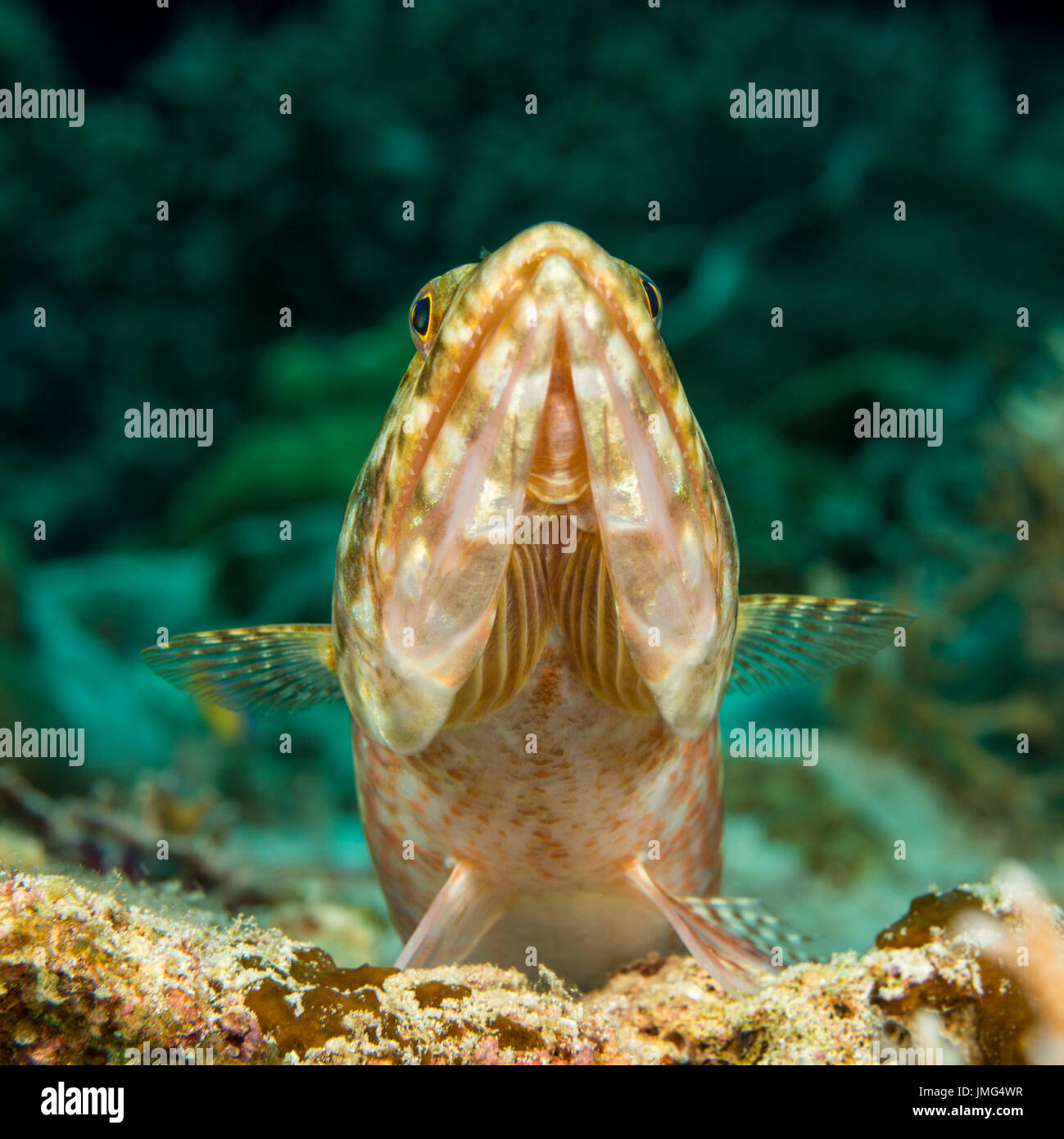 (Lizardfish Synodus variegatus) con la cabeza hacia arriba, vista frontal.. Foto de stock