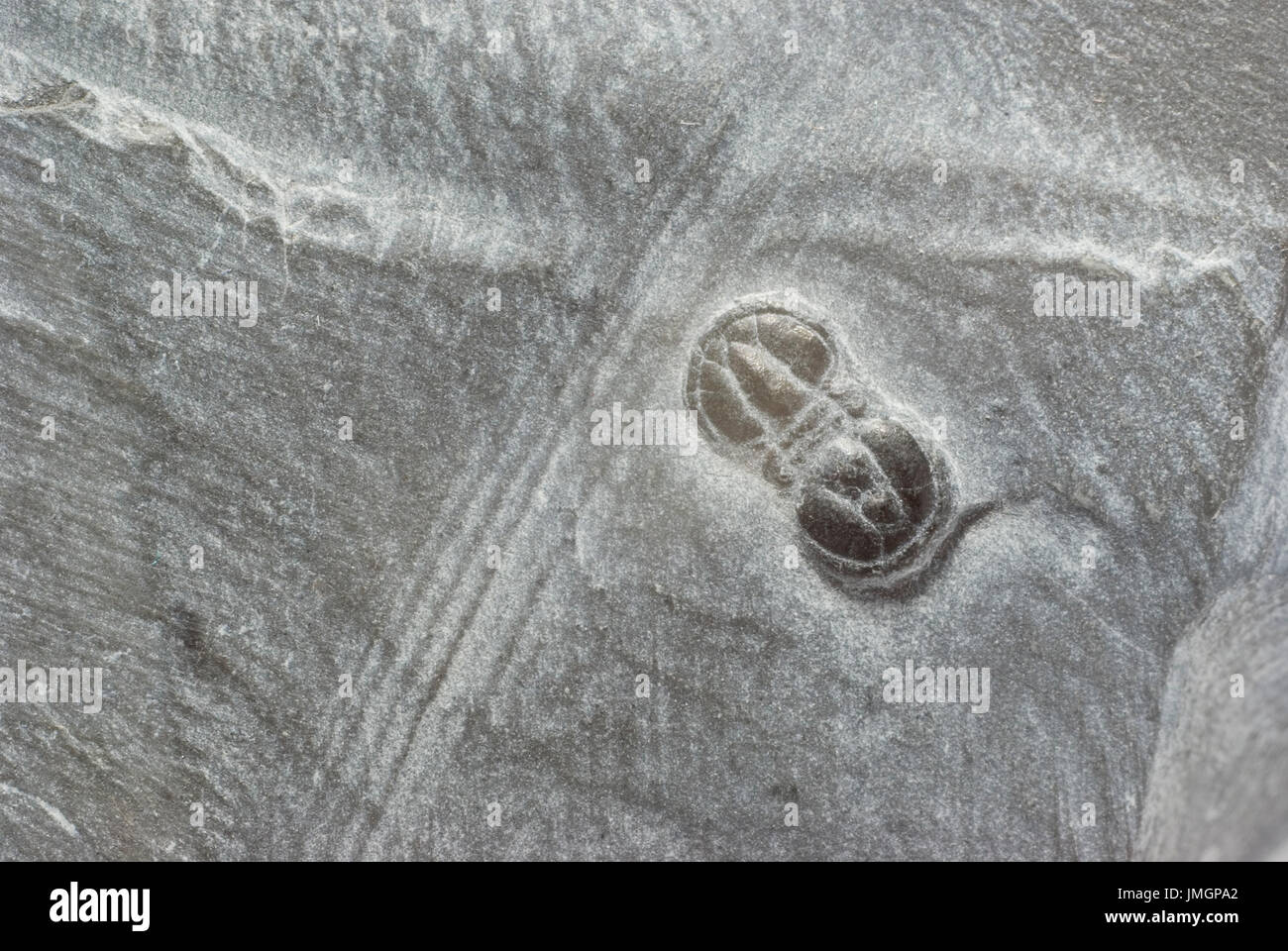 Trilobites fósiles Foto de stock