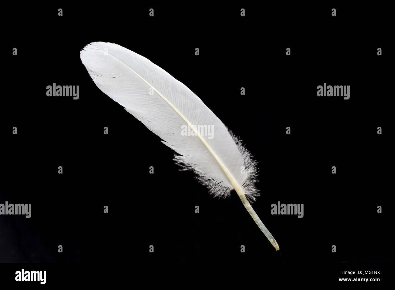 Pluma de cisne fotografías e imágenes de alta resolución - Alamy