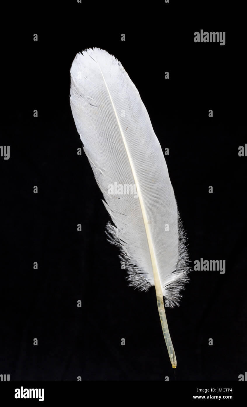 Plumas de cisne fotografías e imágenes de alta resolución - Alamy