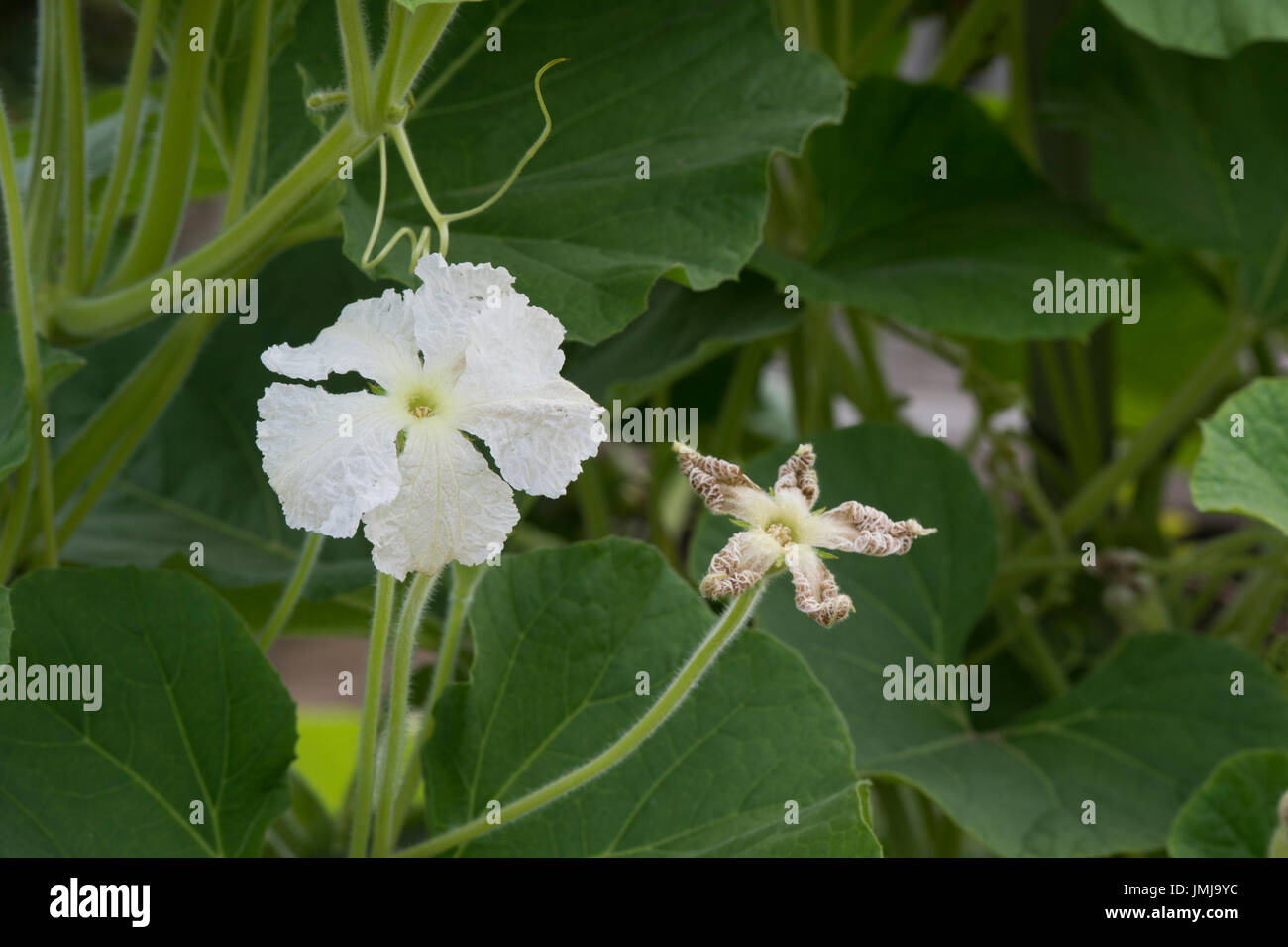 Lagenaria siceraria fotografías e imágenes de alta resolución Alamy