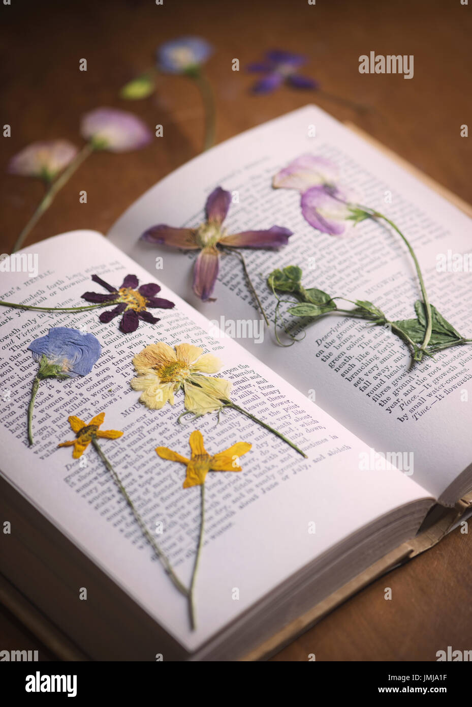 Prensado de flores secas en un libro sobre una mesa de madera. UK Foto de stock