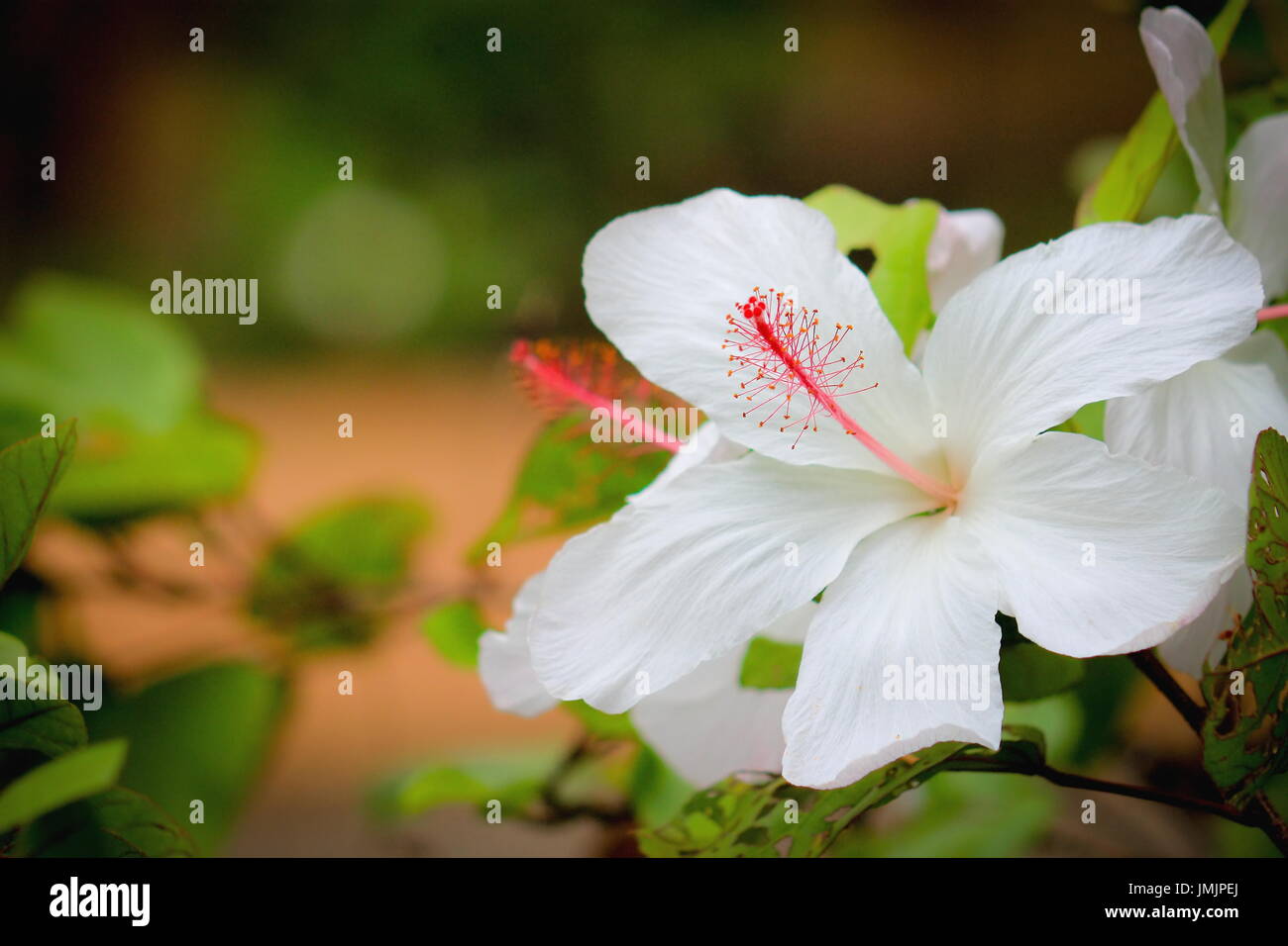 Cerca de la imagen de una flor de hibisco blanco hawaiano con espacio de copia. Foto de stock