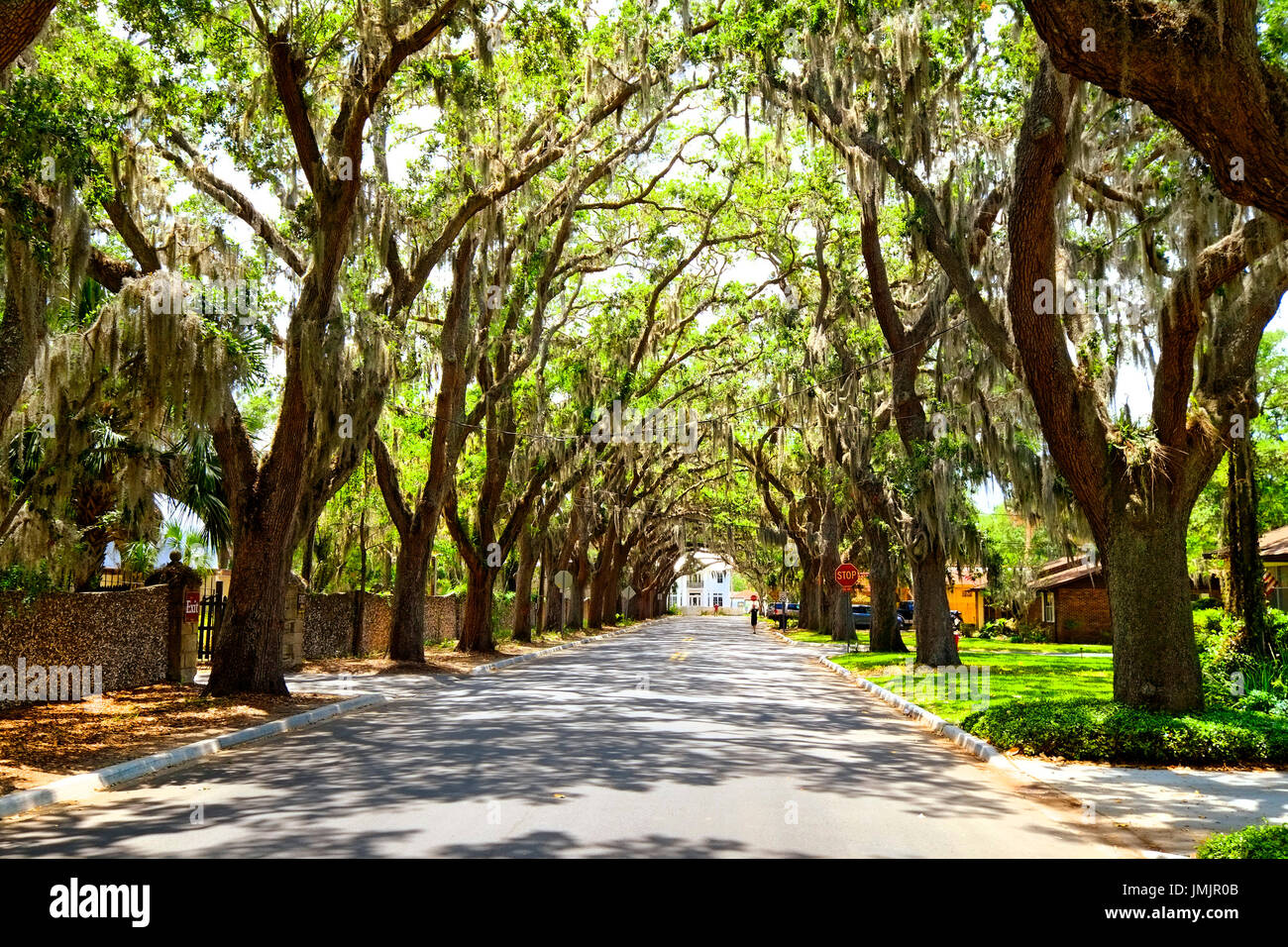 Magnolia Avenue Live Oak Canopy Anastasia en el histórico Parque de San Agustín, Florida, la ciudad más antigua de América Foto de stock