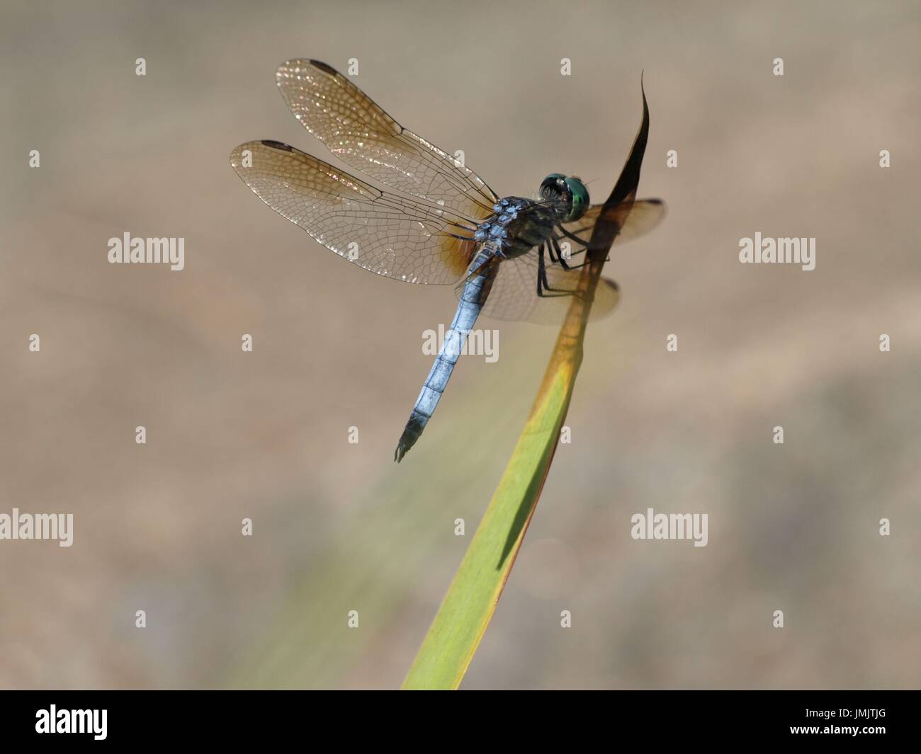 Libélula azul con alas iridiscentes en planta de tallo verde Foto de stock