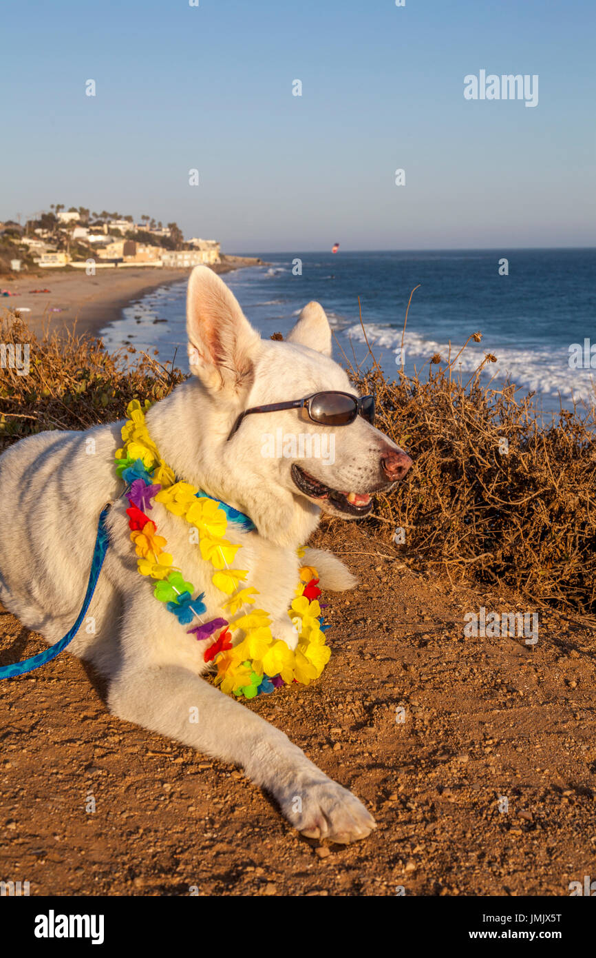 Perro Collar con gafas de sol y se relaja durante la puesta de sol sobre la playa de California Foto de stock