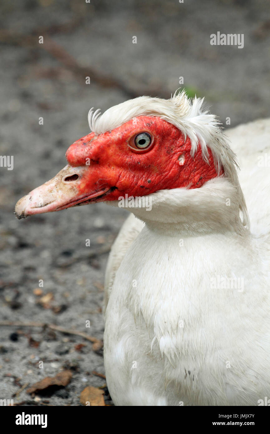 Patos Criollos Fotos e Imágenes de stock - Alamy