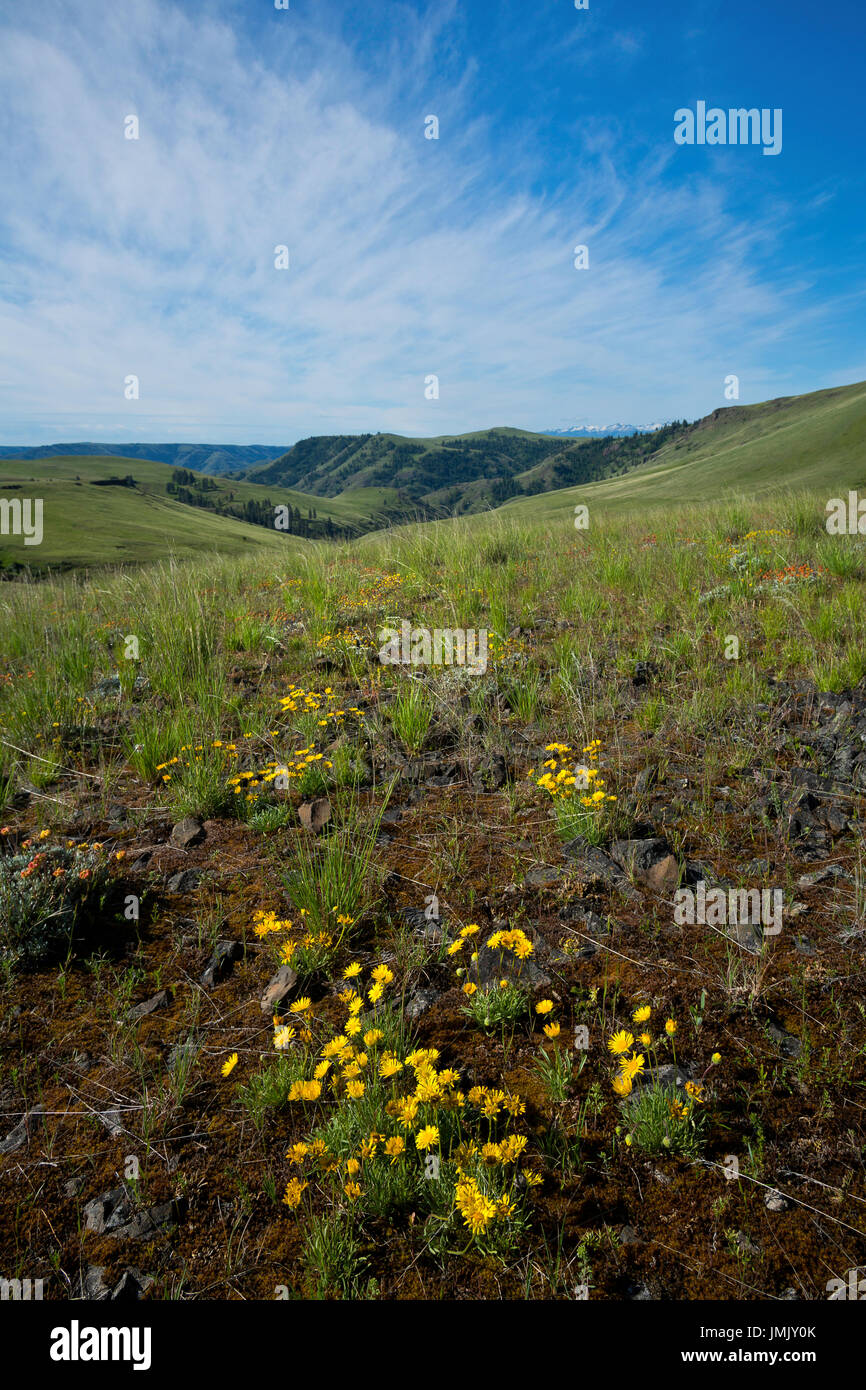 Flores y hierbas de la Pradera Zumwalt del noreste de Oregon. Ee.Uu. Foto de stock