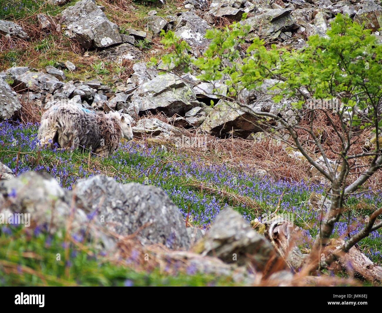 Ovejas en campanillas y rocas, rannerdale, Cumbria, Reino Unido Foto de stock