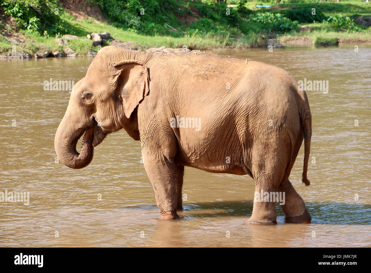 Bebidas de elefantes en Elephant Nature Park Foto de stock