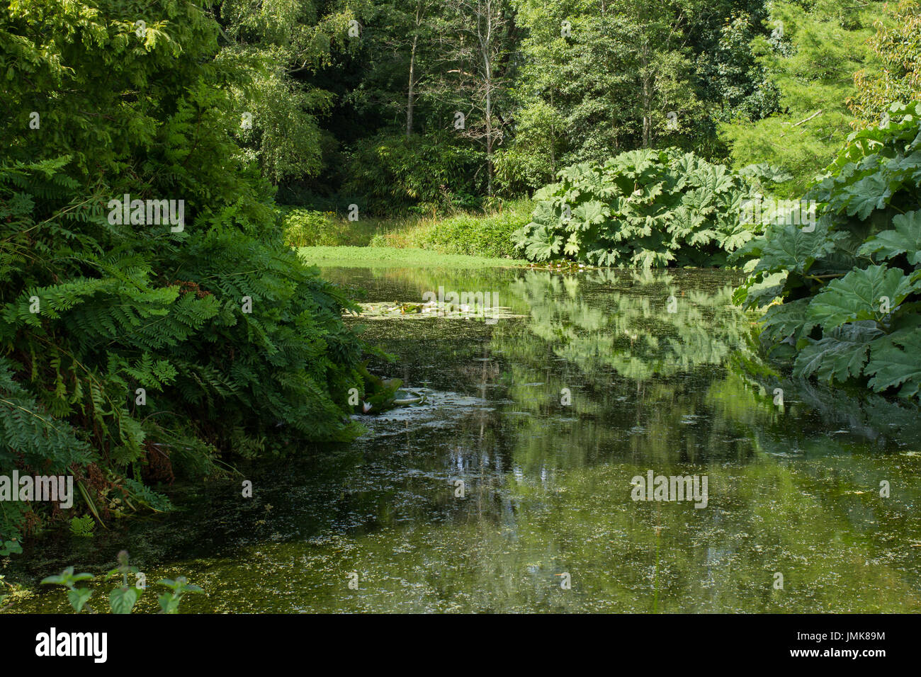 Árboles y follaje junto a un lago inglés en verano Foto de stock