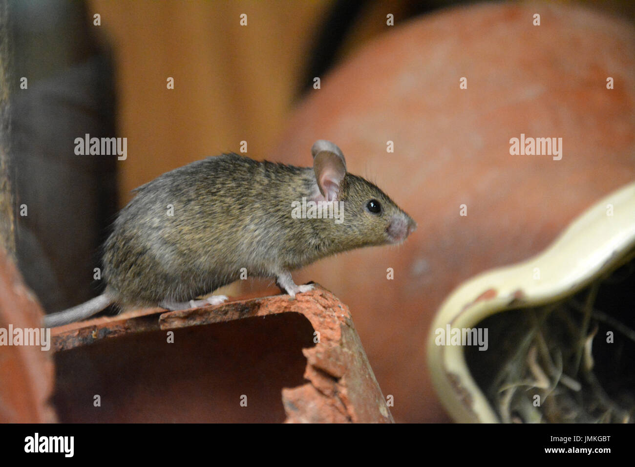 Casa del ratón (Mus musculus) - descansando sobre una olla de barro Foto de stock