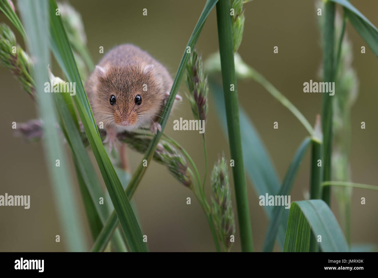 Una pequeña cosecha ratón subiendo retoños de hierba mirando hacia el espectador Foto de stock