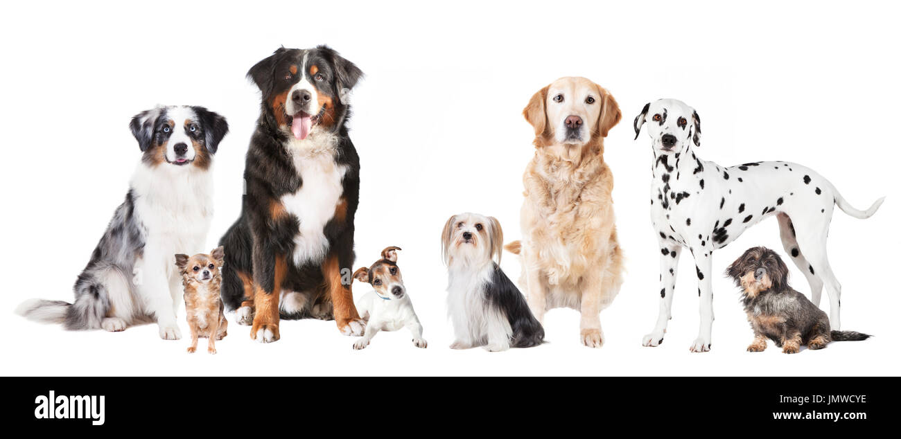 Muchas diferentes razas de perros delante de un fondo blanco, aislado  Fotografía de stock - Alamy