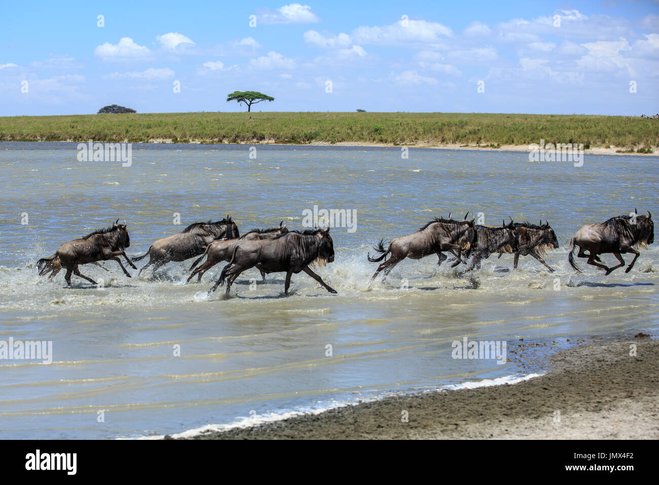 Gran migración Foto de stock