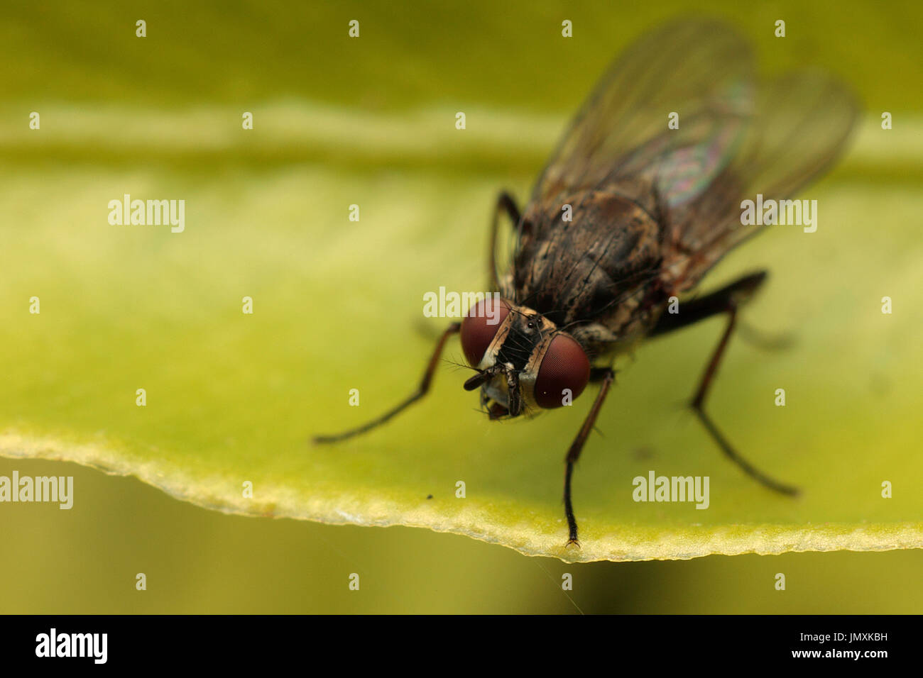 Fotografía macro de insectos Foto de stock