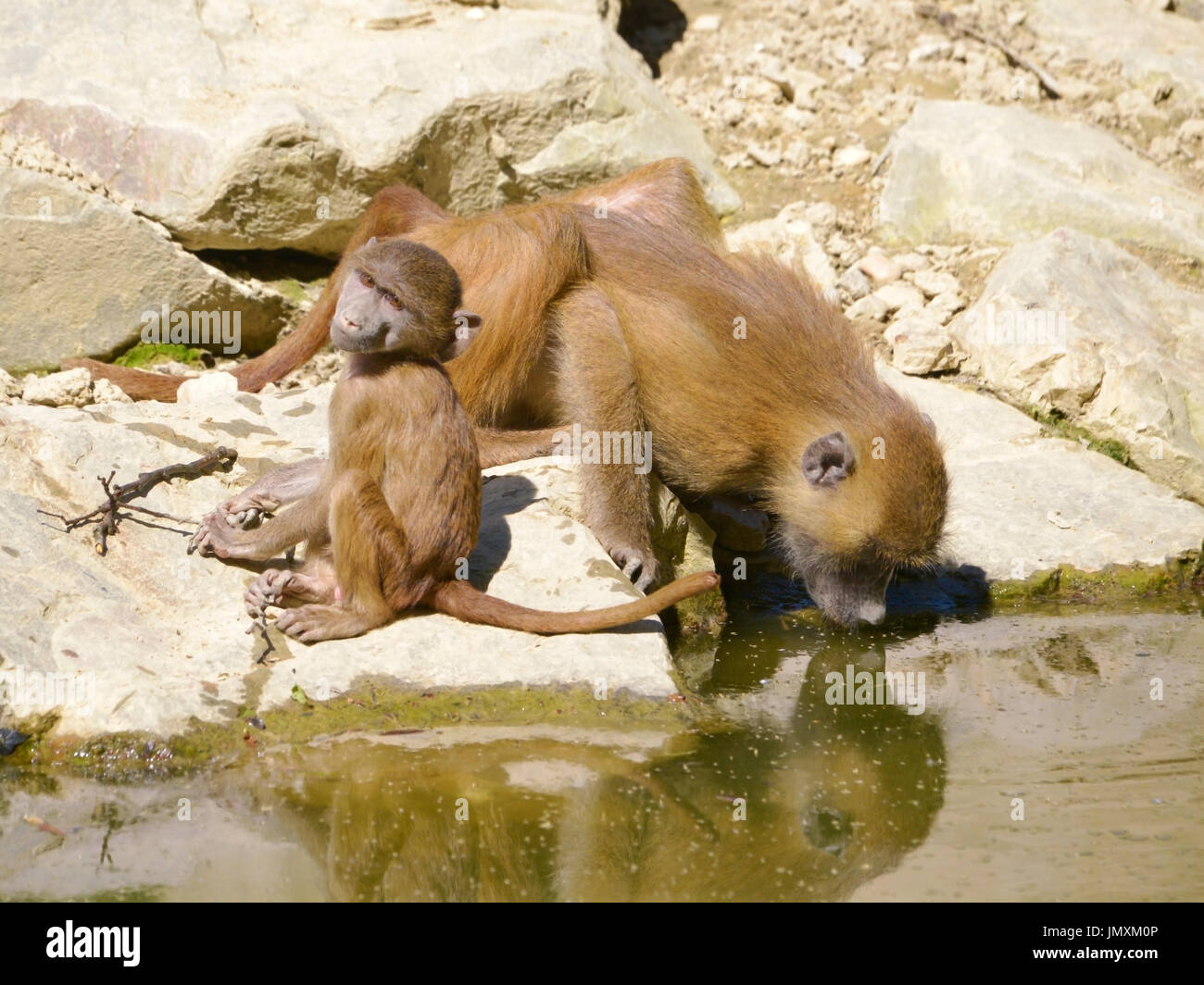 Babuinos y su joven (Papio) beber el agua del estanque Foto de stock