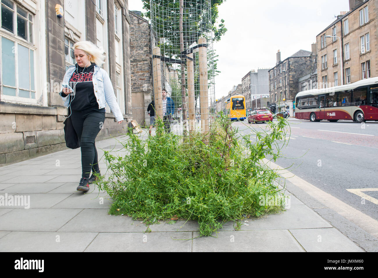 Foto: Malezas, consejo de Edimburgo, pavimento, overgrown Foto de stock