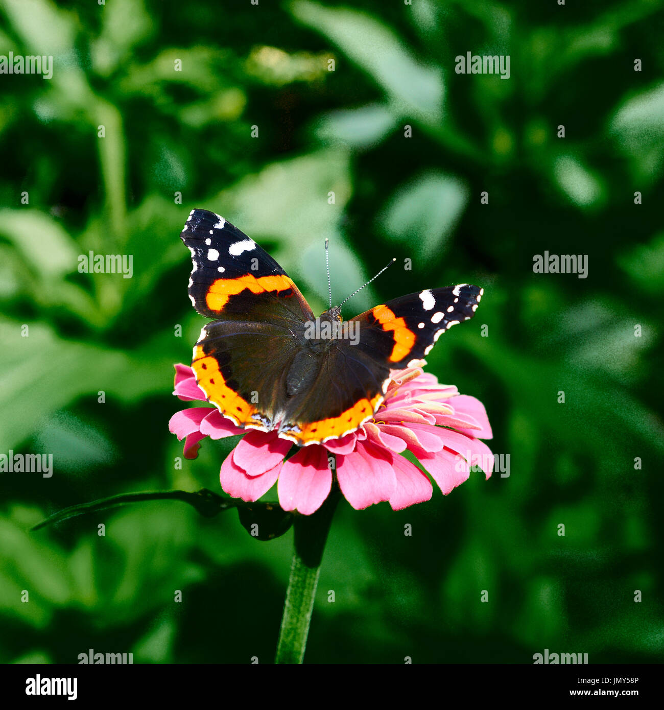 Mariposa Monarca en flor rosa Foto de stock
