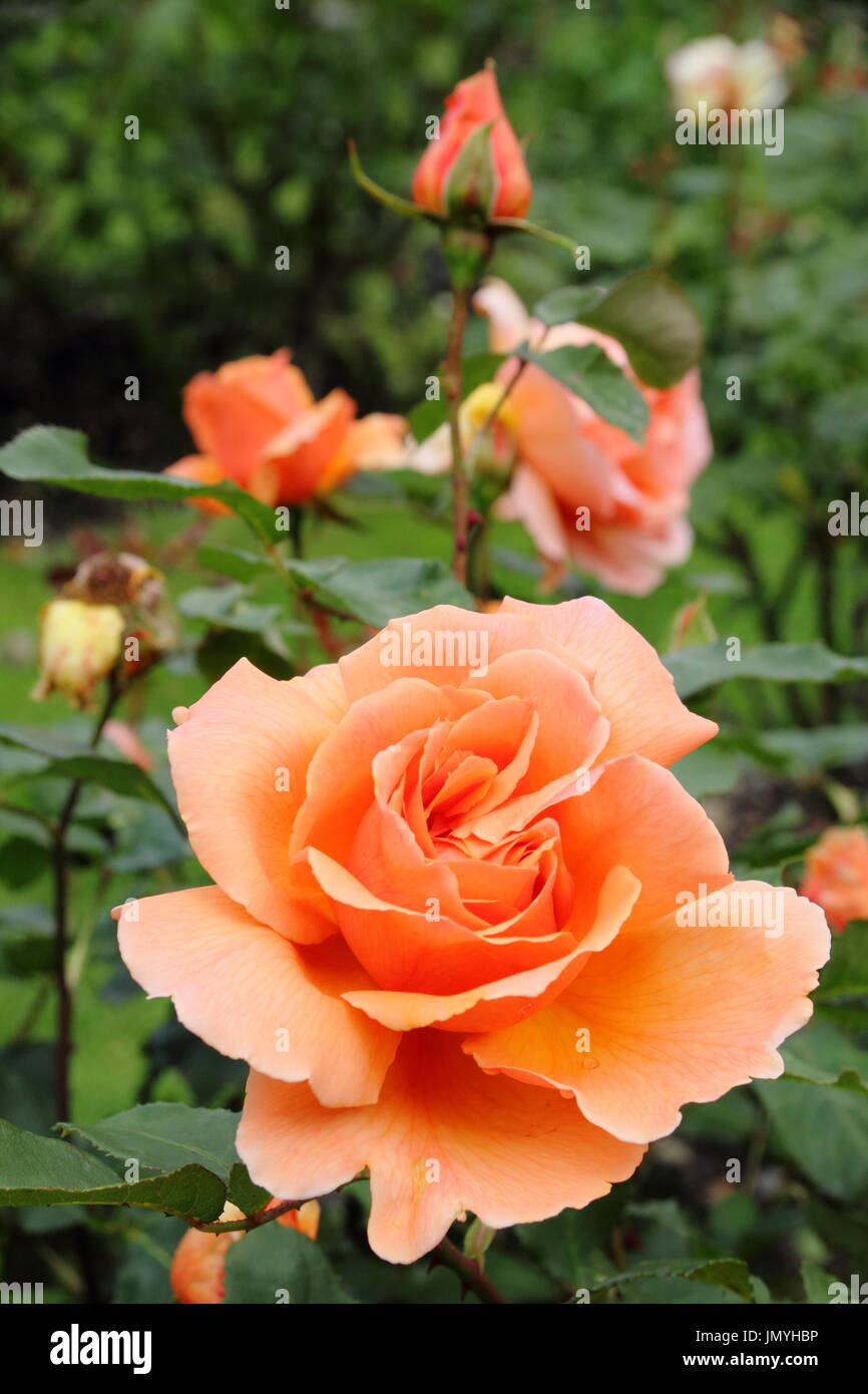 Sólo Rosa 'Joey', híbridos de té aumentó en plena floración con la aparición de Rosebud, en la frontera de un jardín inglés en verano (Junio) Foto de stock