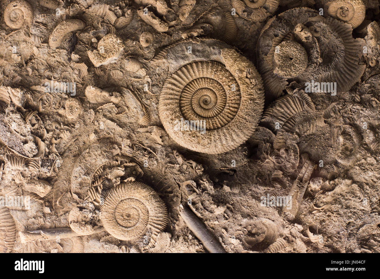 Cerca de animales extintos prehistóricos en piedra. Antecedentes fósiles  Fotografía de stock - Alamy