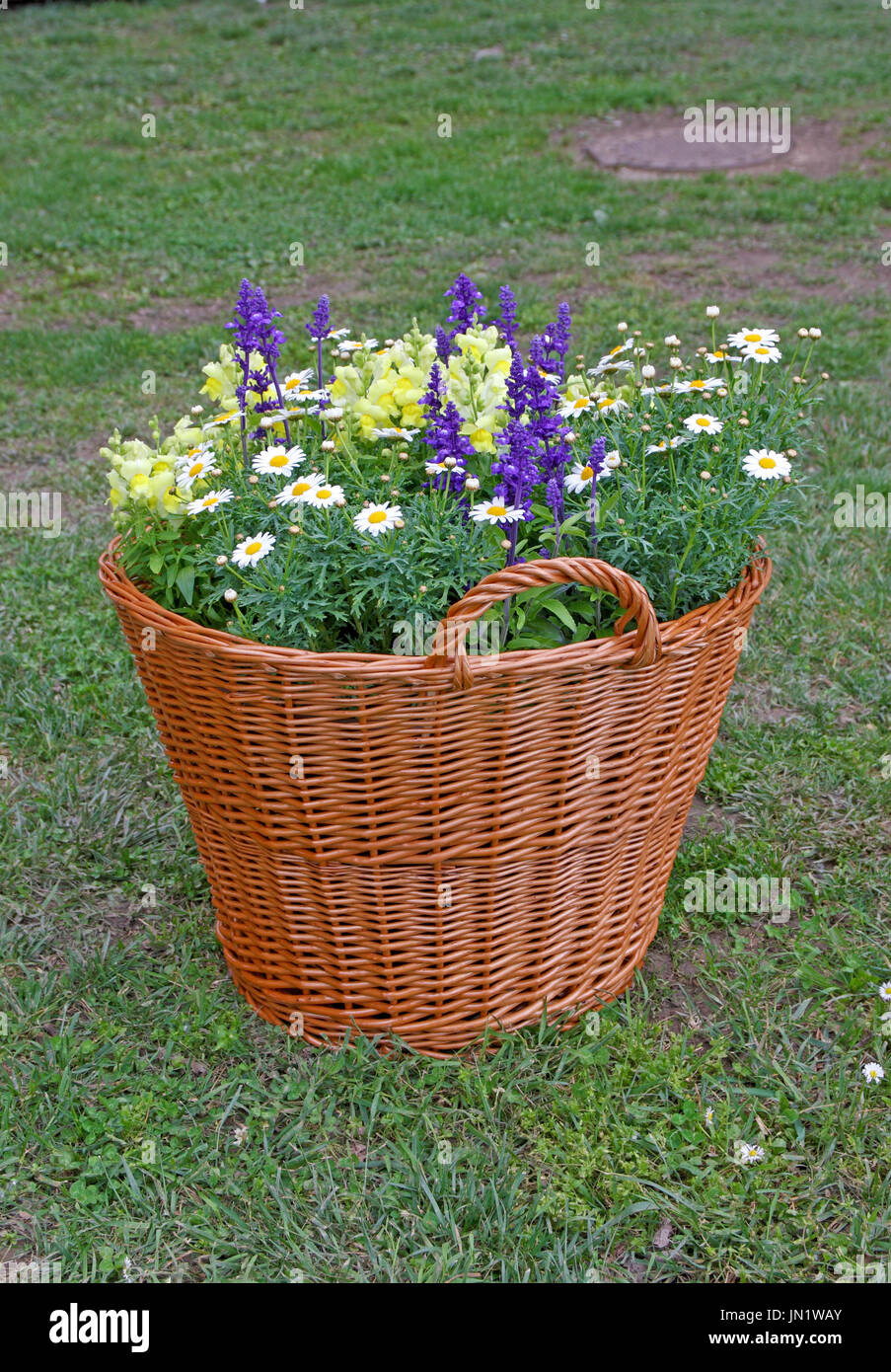 Canasta de mimbre vieja ful de coloridas flores como una inusual decoración de jardines. Nueva vida para las cosas antiguas Foto de stock