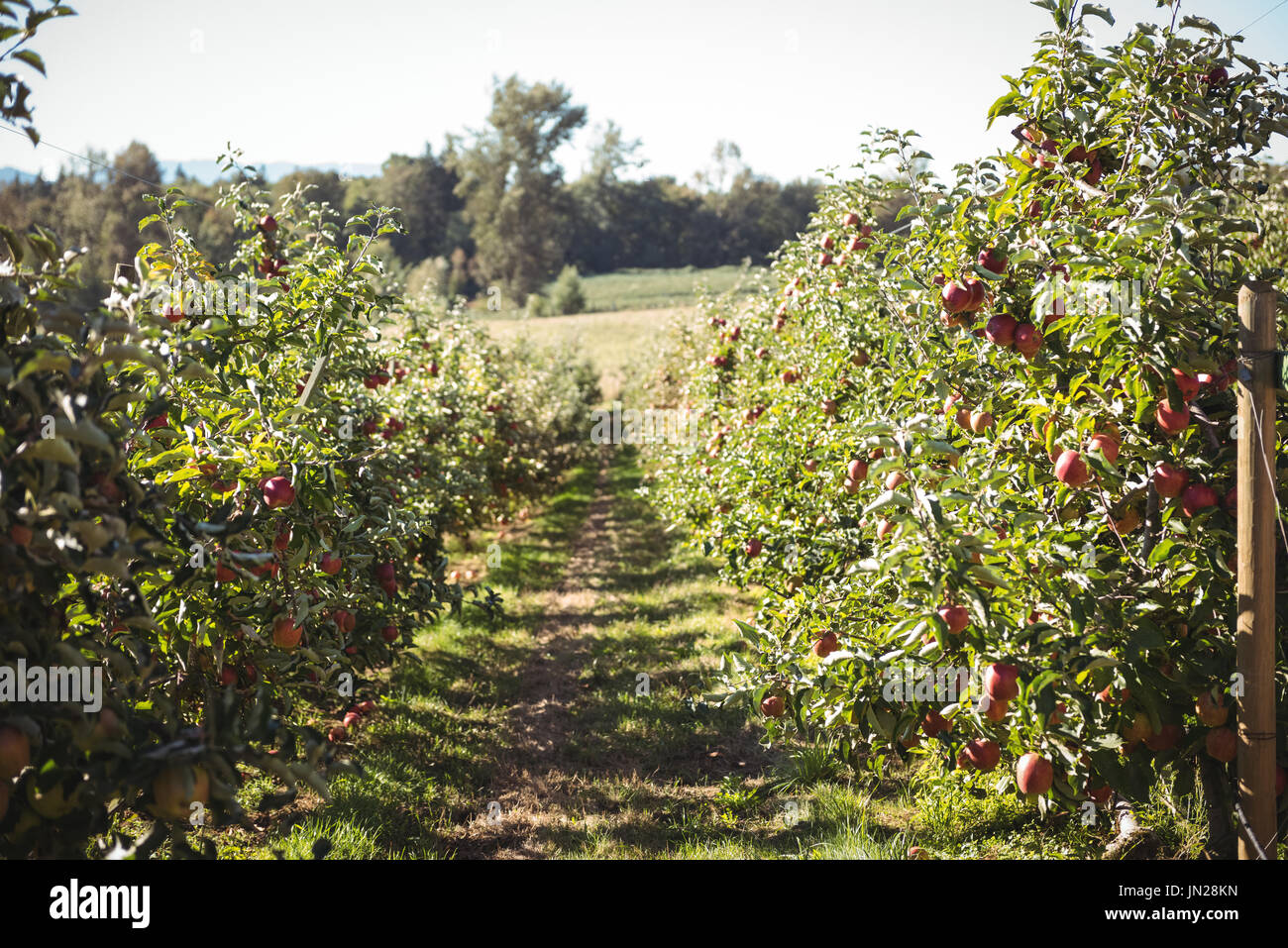 Vista del huerto de manzanas en un día soleado Foto de stock