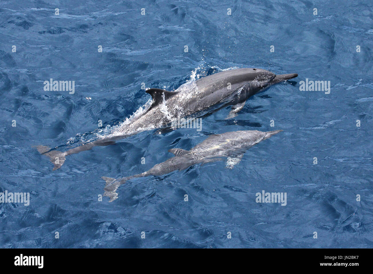 Delfines (Stenella longirostris), la madre y la pantorrilla aflora en el Océano Índico Foto de stock