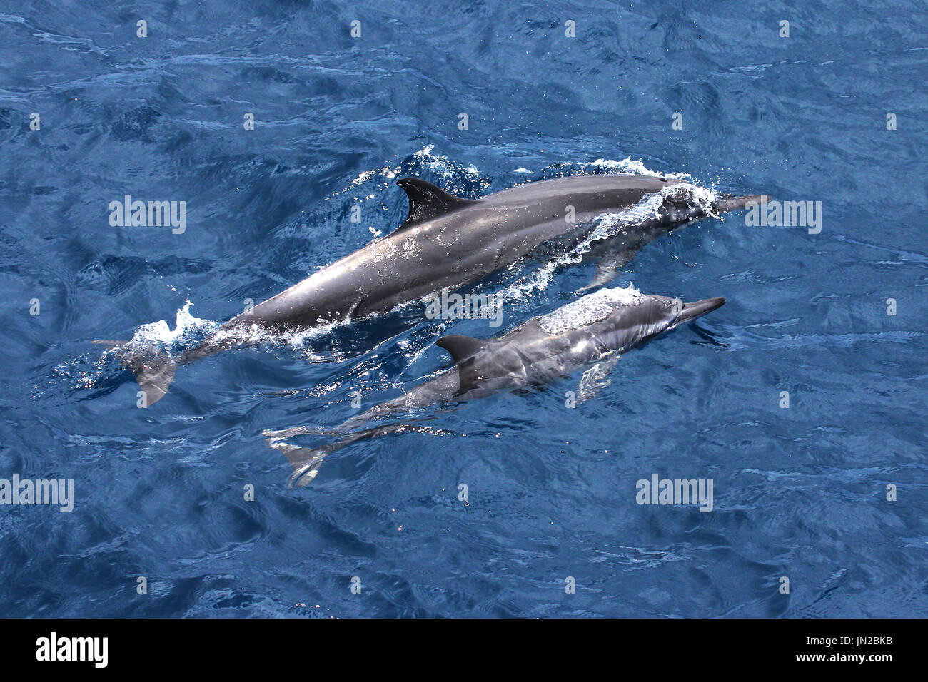 Delfines (Stenella longirostris), la madre y la pantorrilla aflora en el Océano Índico Foto de stock