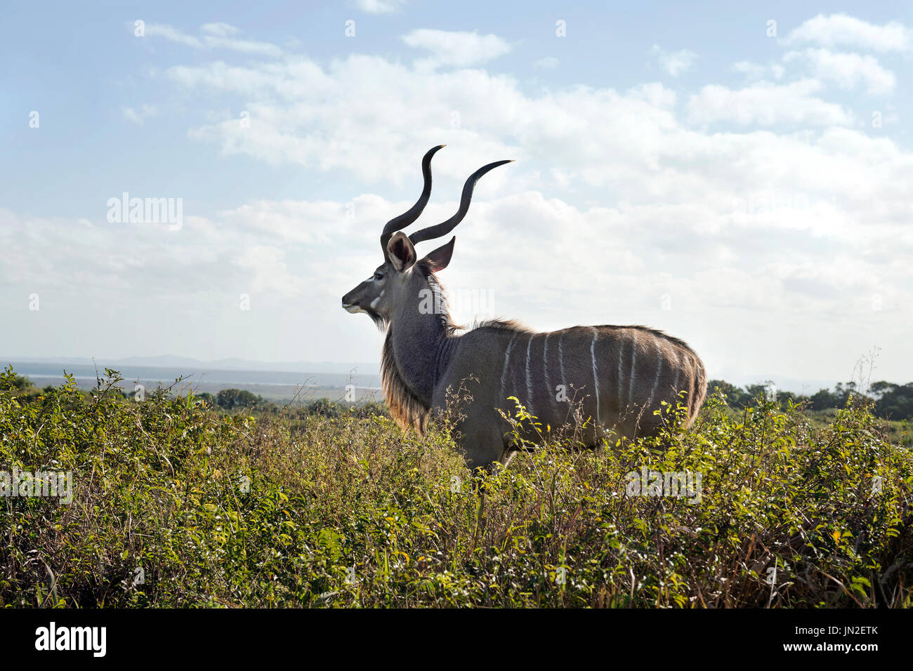 Los Kudu Bull, Sudáfrica Foto de stock