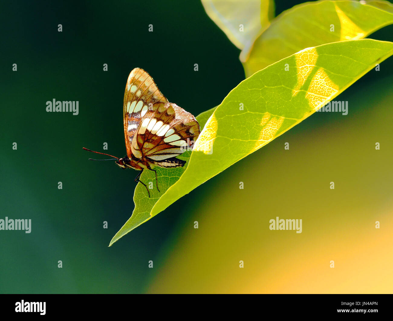 Solo mariposa sobre una hoja con fondo borroso Foto de stock