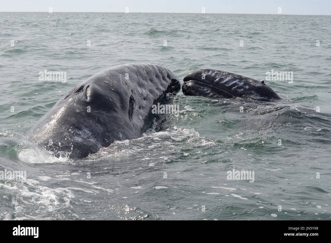 Madre de la ballena gris y la pantorrilla. Foto de stock