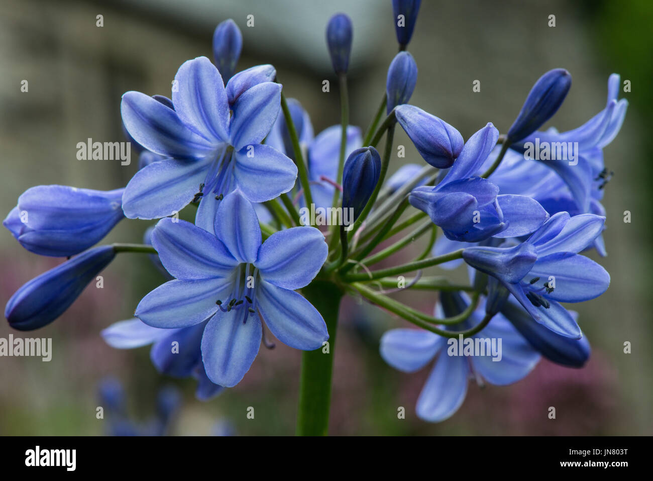 Floración de agapantos fotografías e imágenes de alta resolución - Alamy