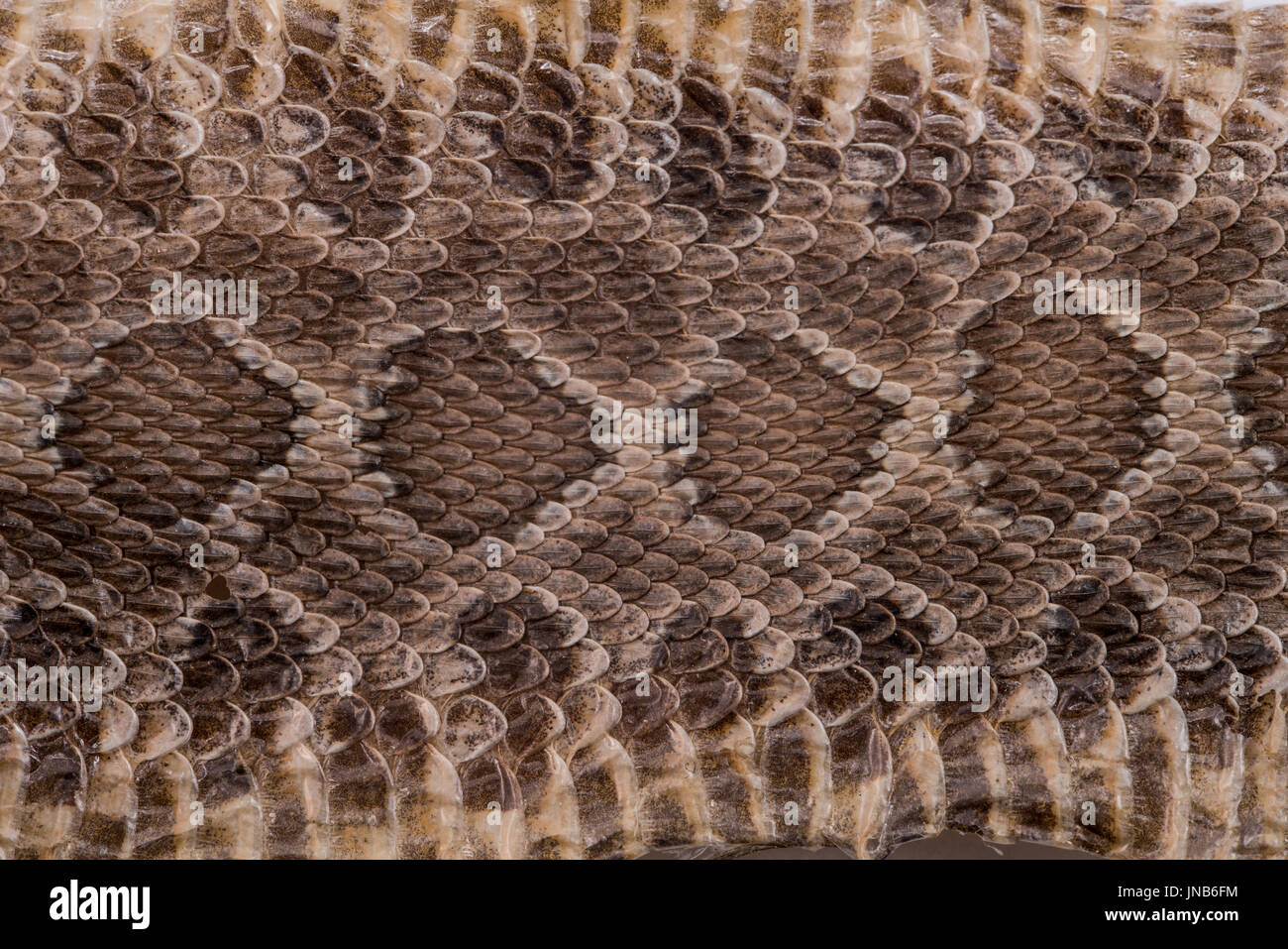 Piel De Vivora De Cascabel Fotos e Imágenes de stock Alamy