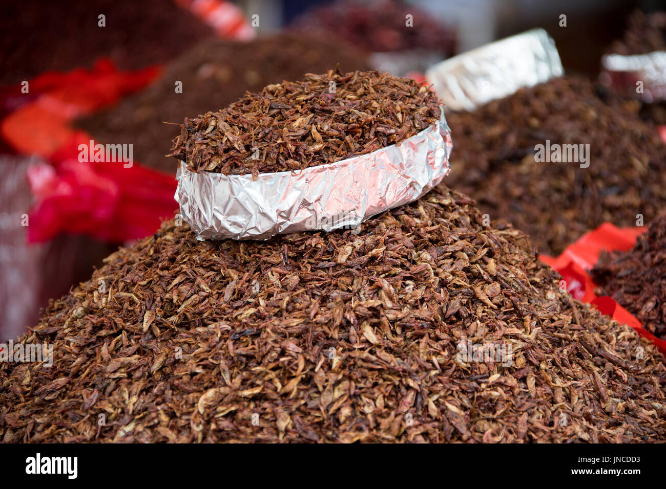 Insectos fritos vendedor en Oaxaca, México Foto de stock
