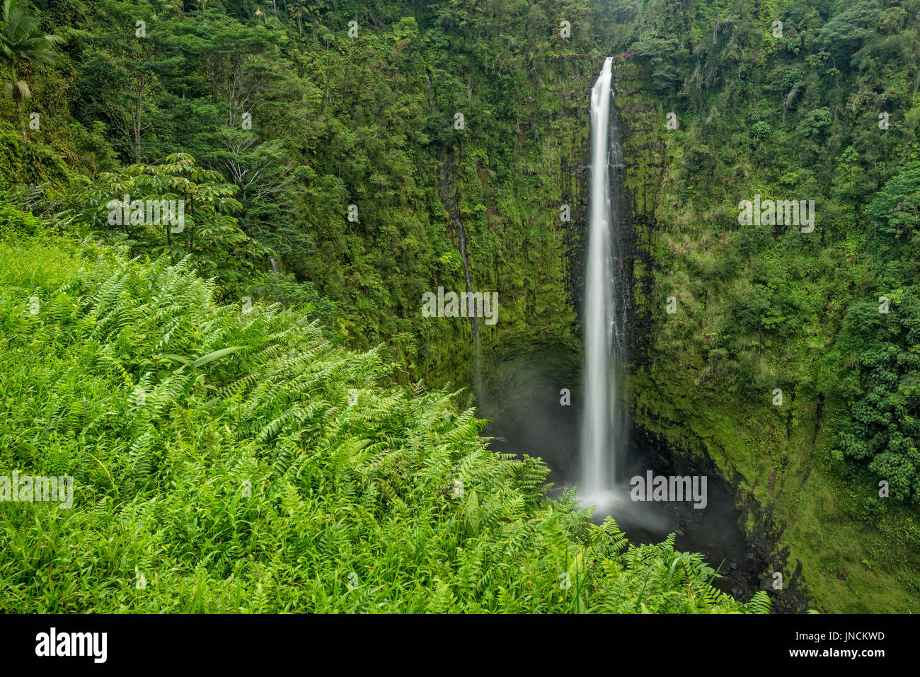 Akaka Falls en Akaka Falls State Park, Costa Hamakua, Isla de Hawai. Foto de stock