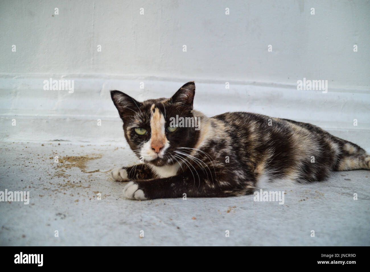 Un gato callejero buscando sarcástico mirando la cámara Fotografía de stock  - Alamy