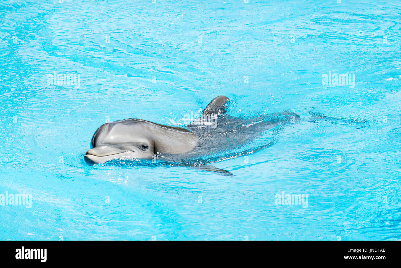 Joven, simpático delfín, hace contacto con el ojo y sonríe al fotógrafo. Foto de stock