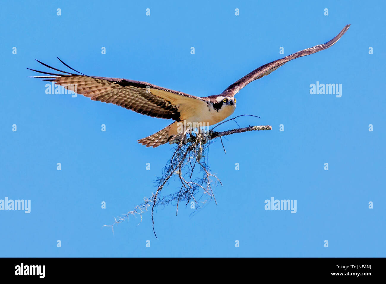 Un águila pescadora transportando material de nidificación para su nido Foto de stock