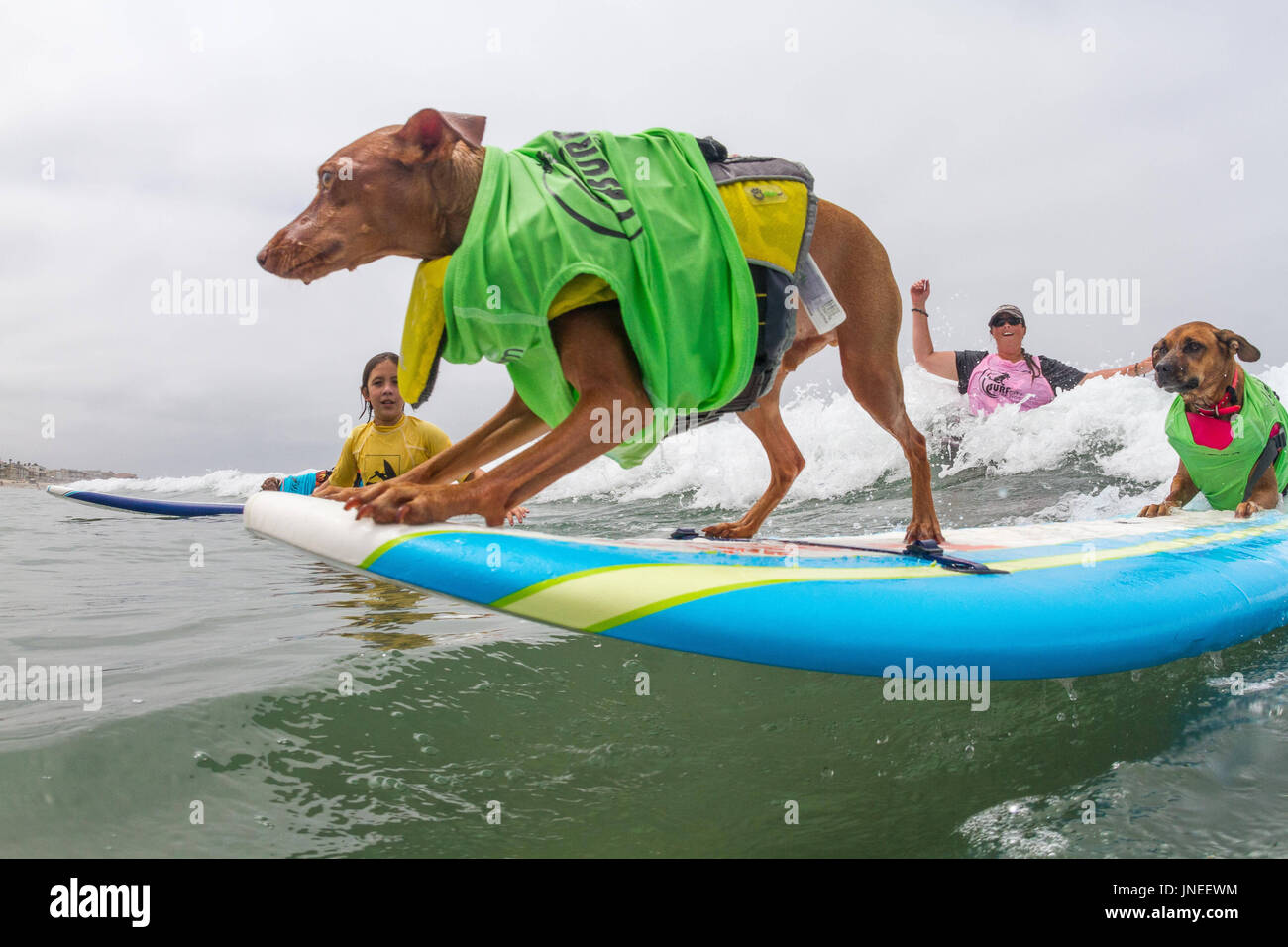 Imperial Beach, CA, EE.UU. El 29 de julio, 2017. Surfdog devuelve a  Imperial Beach para el año duodécimo.Giselle y Rusty surf. Crédito: Daren  Fentiman/Zuma alambre/Alamy Live News Fotografía de stock - Alamy