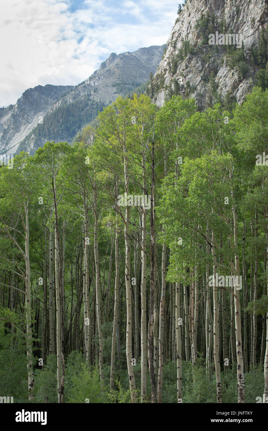 Arboles en colorado fotografías e imágenes de alta resolución Alamy