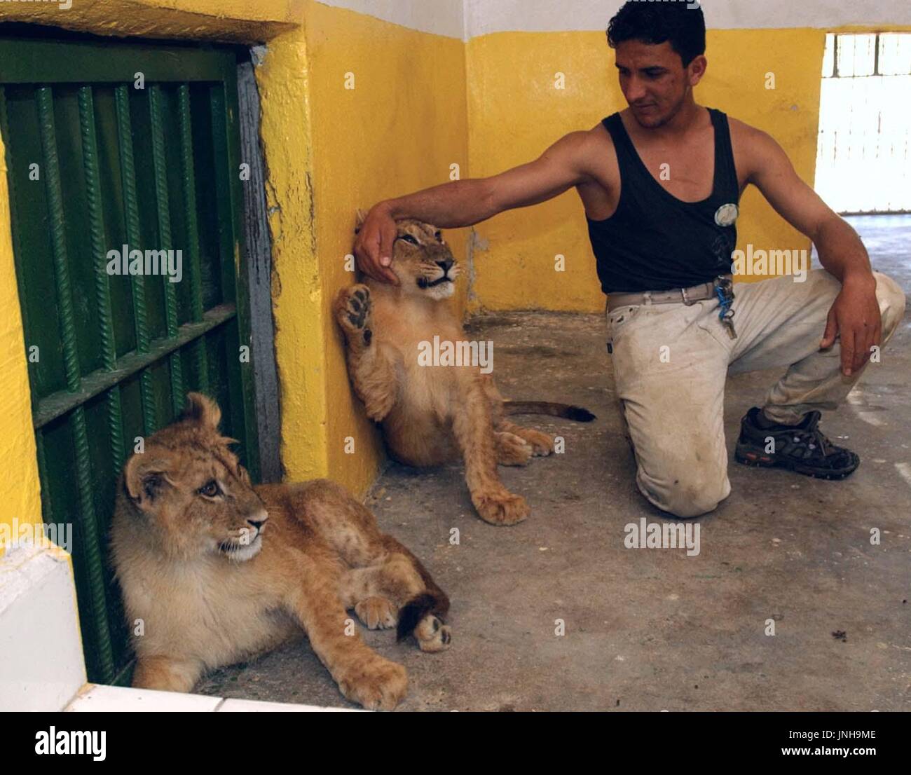 Bagdad, Irak - Foto tomada el 5 de mayo muestra un criador teniendo cuidado  de los leones del Zoo de Bagdad. Los leones son entre 10 aves y animales  que sobrevivieron a