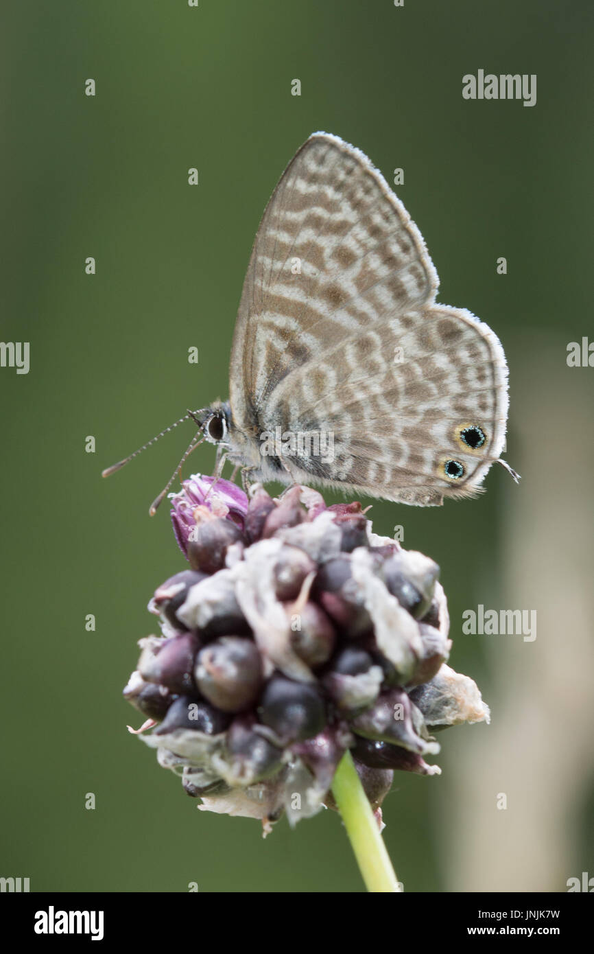 Lang short-tailed mariposa azul (Leptotes pirithous) recogiendo el néctar de las flores salvajes en una pradera en los Alpes franceses Foto de stock
