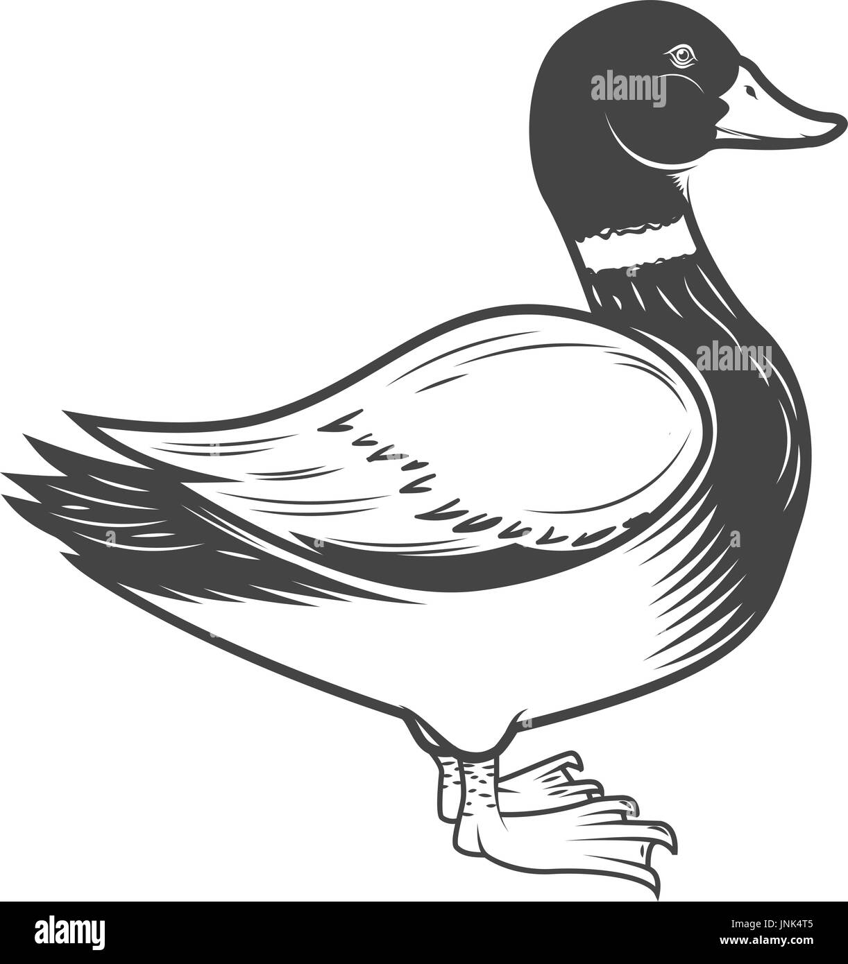 Pato salvaje ilustración aislado sobre fondo blanco. Elemento de diseño para el logotipo, la etiqueta, el emblema, el signo. Ilustración vectorial Ilustración del Vector
