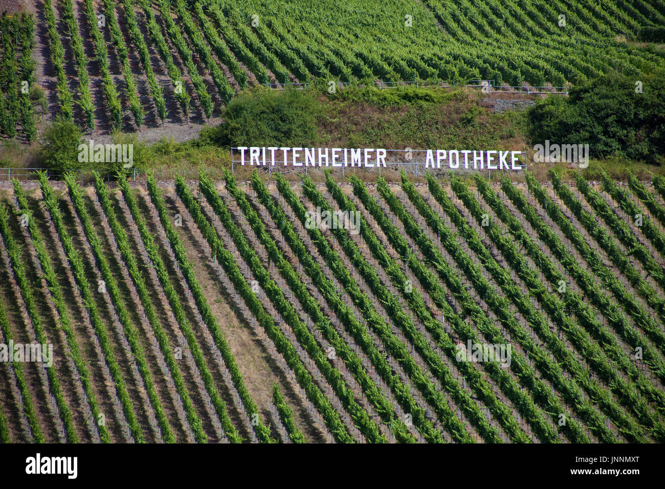 Trittenheimer Apotheke, bekannter Riesling Wein,Trittenheim, Mittelmosel, Renania-Palatinado, Landkreis Bernkastel-Wittlich, Alemania, Europa | Tritte Foto de stock