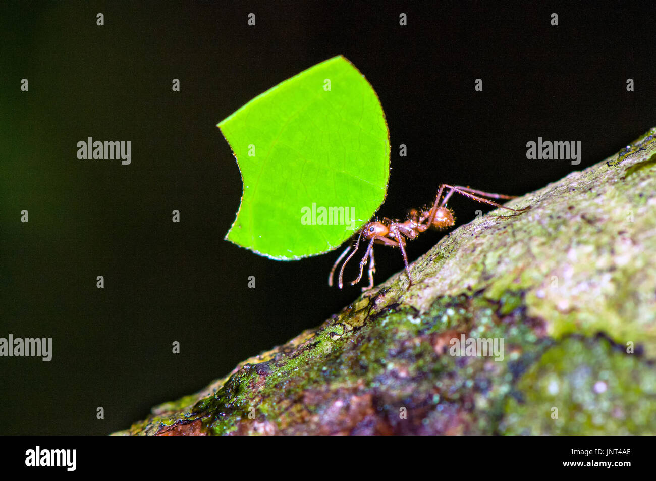 Leafcutter hormiga (Atta cephalotes) trabajador está llevando el segmento foliar. Foto de stock